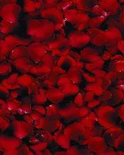 pic for ROSE PETALS